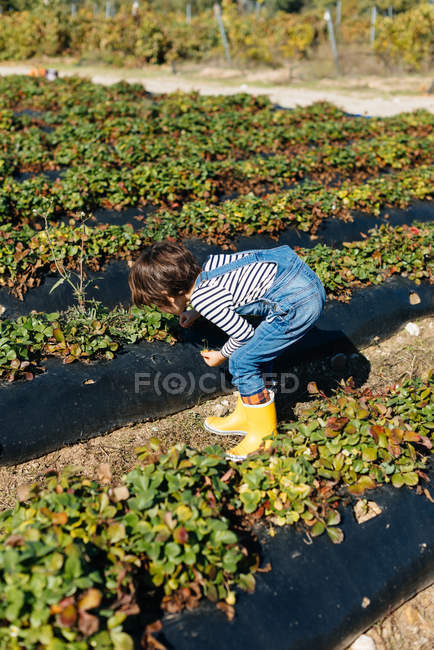 Kind berührt Blätter im Gebüsch im Gartenbeet — Stockfoto