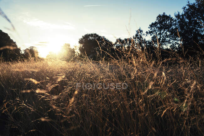 Grande herbe dans le champ rural — Photo de stock
