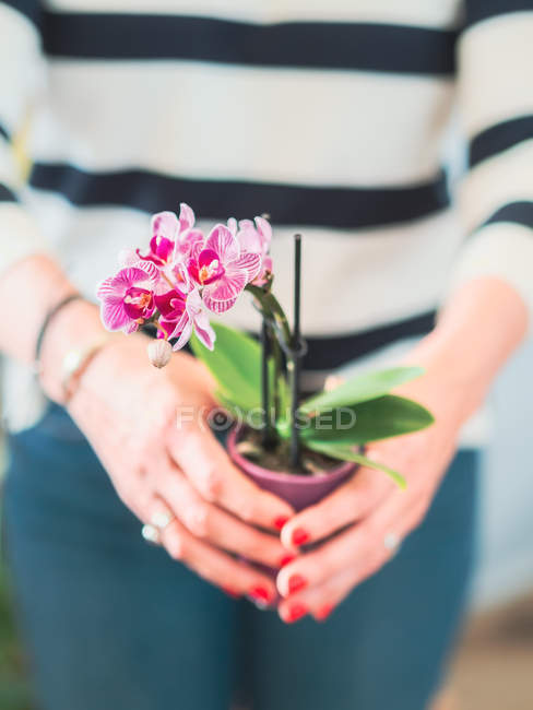 Imagem cortada de mulher com flores rosa — Fotografia de Stock