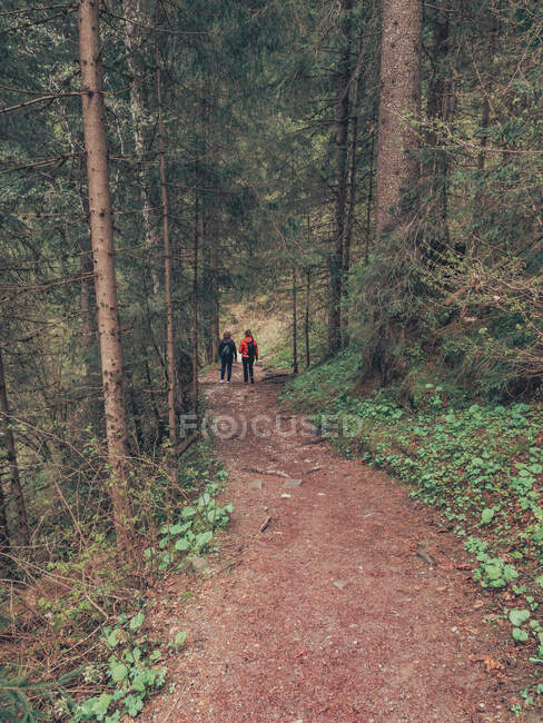 Visão traseira dos caminhantes admirando a vista enquanto caminham no caminho entre a área selvagem em Dolomites, Itália — Fotografia de Stock