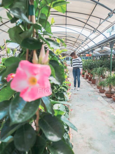 Woman choosing plants for garden on flower market — Stock Photo
