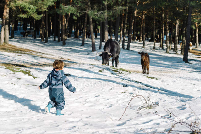 Vista trasera de un niño calurosamente vestido corriendo hacia una vaca negra y un ternero marrón en un bosque nevado en un día brillante - foto de stock