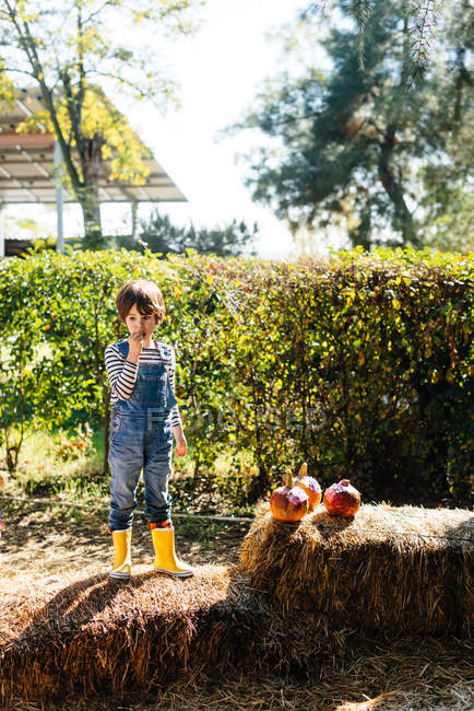 Child in denim overalls putting colored Halloween pumpkins on hay bale in yard — Stock Photo