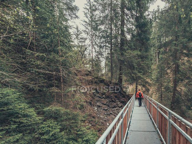 Обратный вид женщины-туристки, любующейся прекрасным видом на горный лес во время прогулки по пешеходной дорожке в Доломитовых Альпах, Италия — стоковое фото