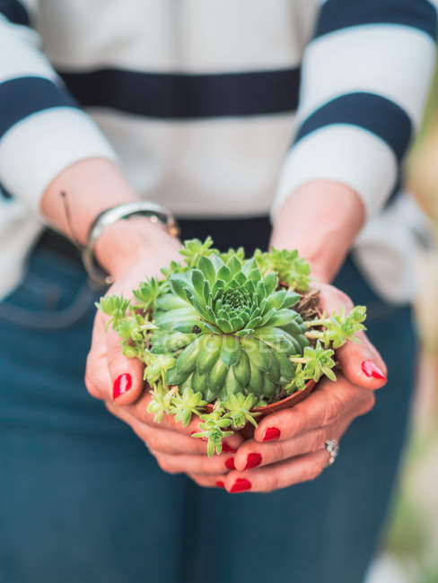 Cropped image of woman with red manicure holding green plant in flowerpot — Stock Photo
