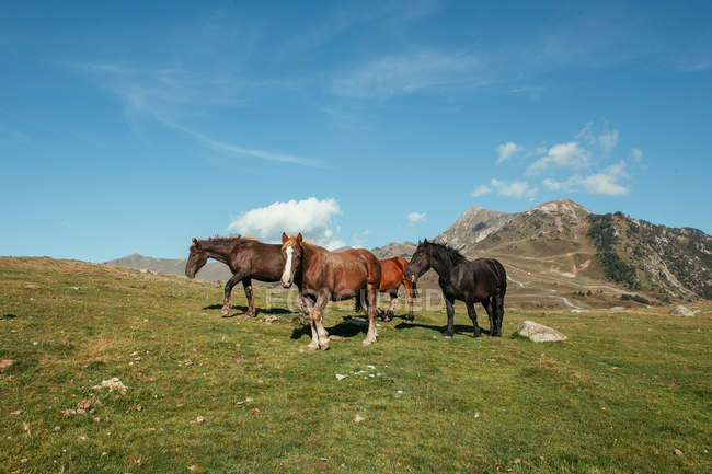 Pferde stehen an einem sonnigen Tag mit blauem Himmel auf einer wunderschönen Weide — Stockfoto