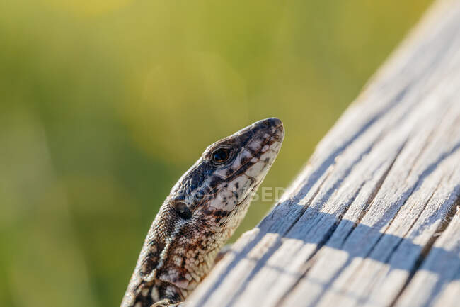 Primer plano de un pequeño lagarto gris mirando fuera del tronco en el bosque - foto de stock