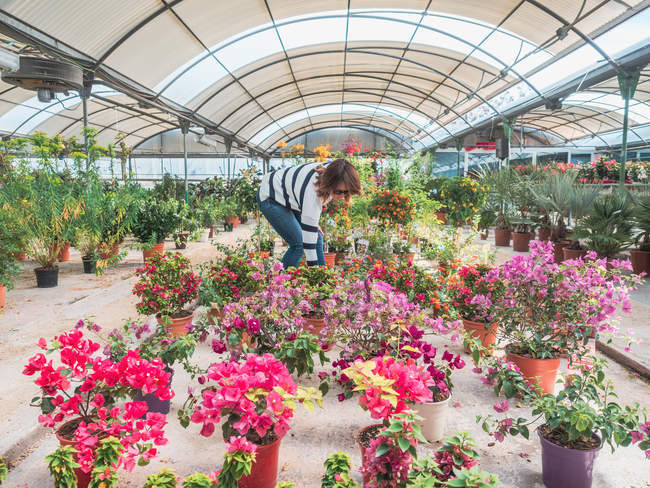 Жіночий клієнт вибирає квіти в теплиці — стокове фото