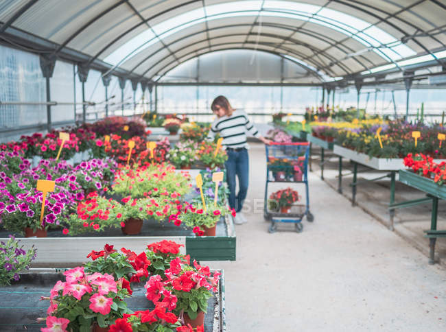 Female customer choosing flowers in greenhouse — Stock Photo