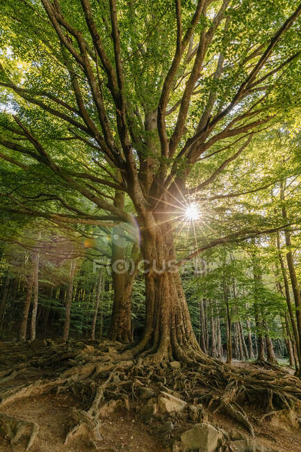 Albero in mezzo alla foresta con il sole sullo sfondo — Foto stock