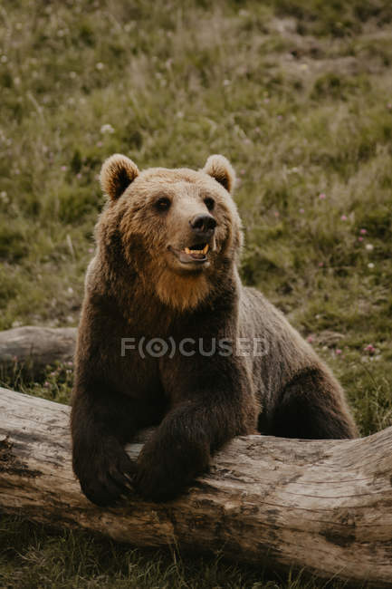 Furry brown beard leaning on fallen tree trunk in field — Stock Photo