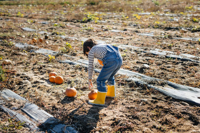 Rear view of hardworking kid in denim and yellow rubber boots collecting orange small pumpkins on farmyard — Stock Photo
