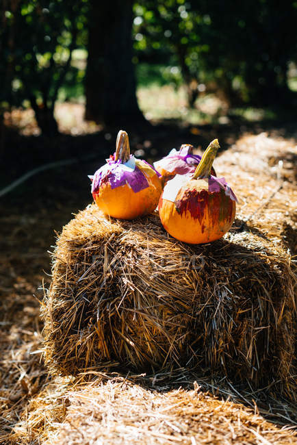 From above round small ripe orange pumpkins placed on bale of hay in sunny yard — Stock Photo