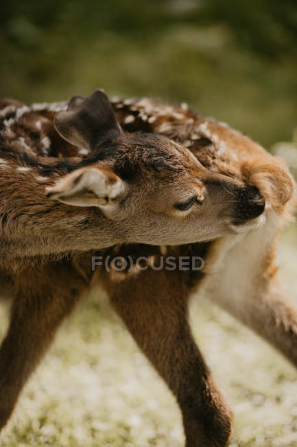 Крупный план молодых оленей, облизывающих оленей — стоковое фото