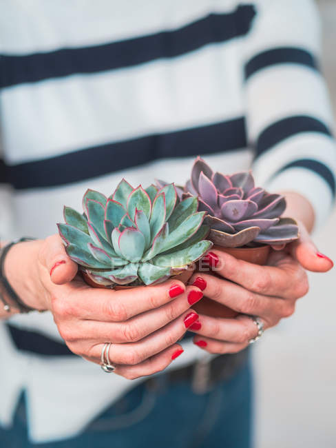 Cropped image of woman with beautiful gray succulents — Stock Photo