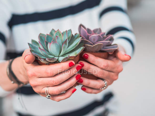 Cropped image of woman with beautiful gray succulents — Stock Photo