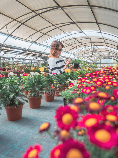 Жінка вивчає квіти в теплиці — стокове фото