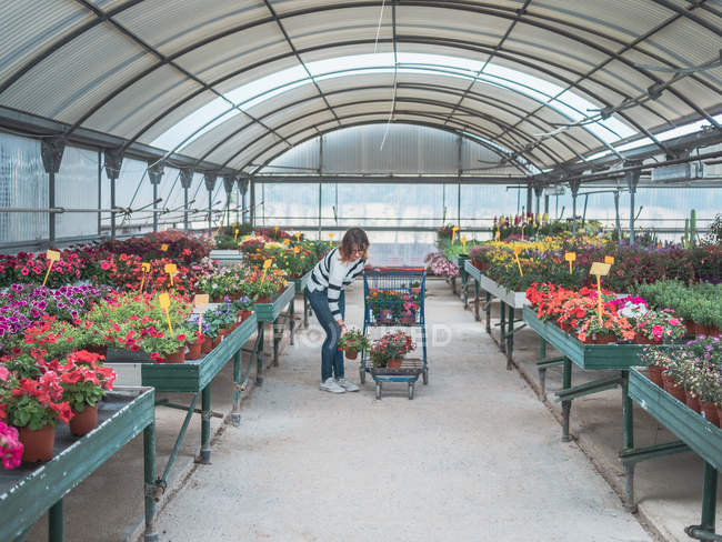 Donna in camicetta a righe mettere vasi da fiori nel carrello della spesa sul mercato dei fiori nella giornata di sole — Foto stock