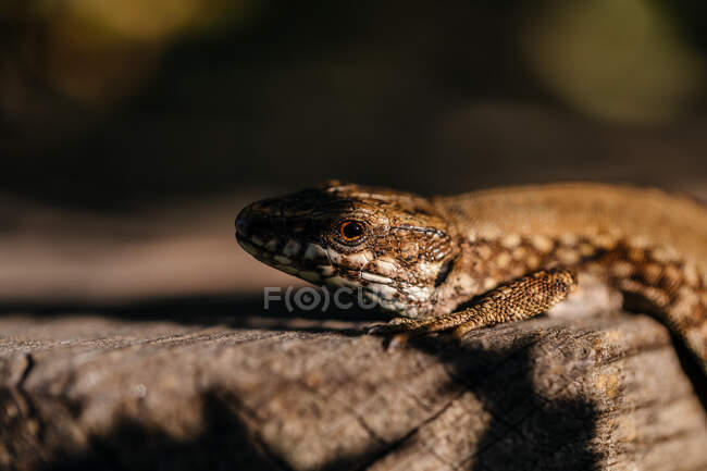 Close up of small gray lizard looking out of trunk in the forest — Stock Photo