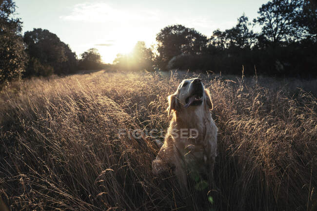 Cão sentado no campo — Fotografia de Stock