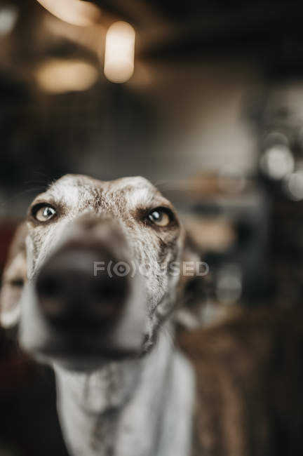 Closeup of curious greyhound pressing nose to glass while looking out window at home — Stock Photo