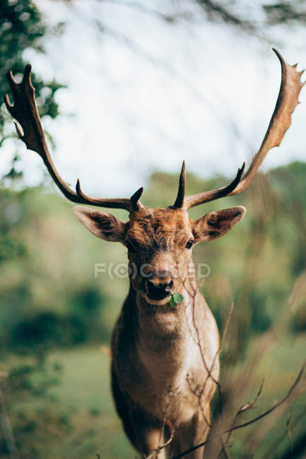 Young wapiti with large antlers standing against blurred background of nature and looking at camera — Stock Photo