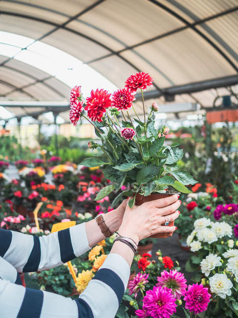 Cropped image of woman studying pot with beautiful red chrysanthemum flowers in greenhouse — Stock Photo