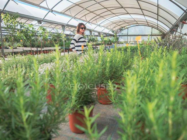 Woman choosing potted tree in greenhouse — Stock Photo