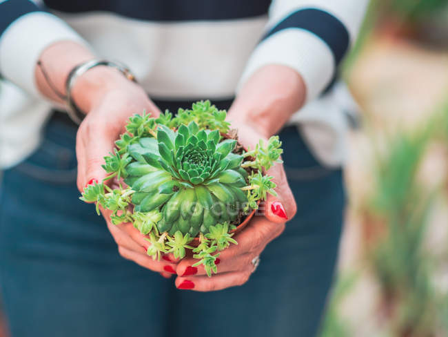 Immagine ritagliata di donna che tiene bella piccola pianta di cactus — Foto stock