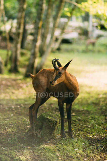 Jovem gazela selvagem em pé perto do toco musgoso no dia ensolarado no bosque — Fotografia de Stock