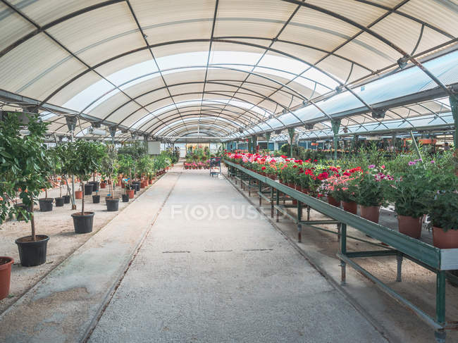 Plantas para jardín en el mercado de flores - foto de stock