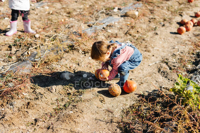 Niño en overoles de mezclilla recogiendo pequeñas calabazas naranjas en el corral - foto de stock