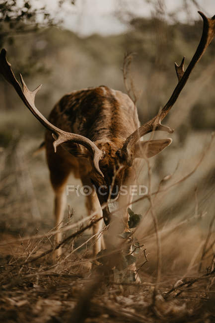 Young wapiti chewing green leaves from the ground while grazing on blurred background of nature — Stock Photo