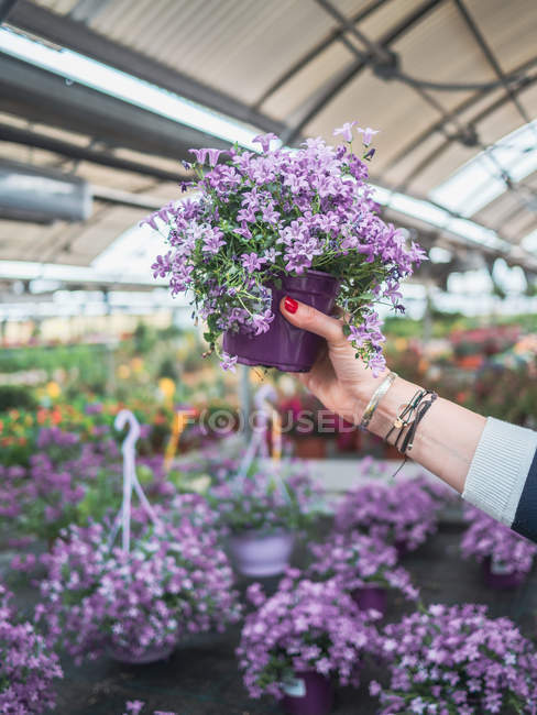 Imagem cortada de mulher segurando belas flores florescendo em vaso roxo no mercado — Fotografia de Stock