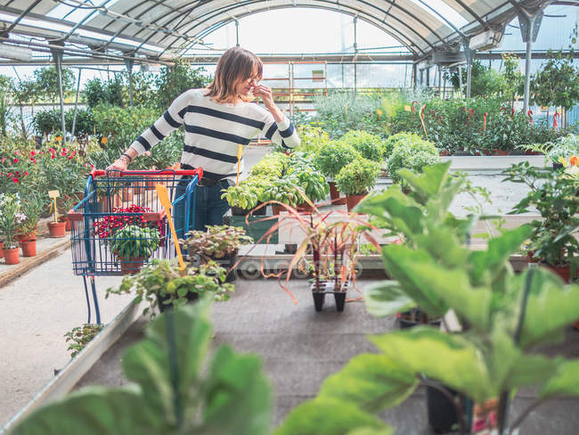 Женщина выбирает растения для сада на цветочном рынке — стоковое фото