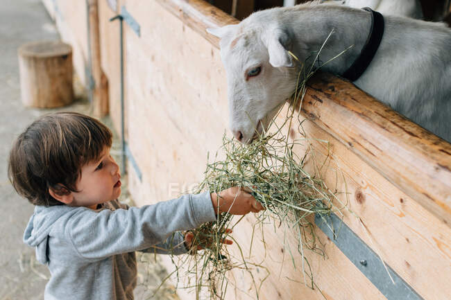 Vista posteriore del bambino premuroso in stivali di gomma blu che si alimentano da mano cute capre soffici dietro la penna di legno — Foto stock