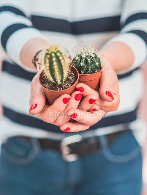 Imagen recortada de la mujer sosteniendo plantas de cactus en macetas sobre fondo borroso - foto de stock