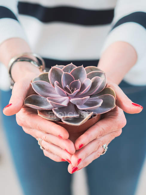 Cropped image of woman tenderly holding potted Echeveria plant on blurred background — Stock Photo