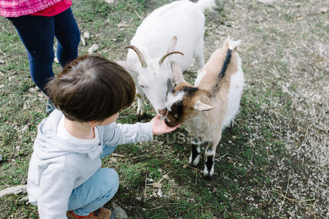 Зверху допитлива дитина годує з рук милих пухнастих козлів у зеленому дворі — стокове фото