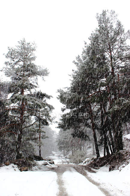 Сільська дорога вкрита білим снігом, що проходить через тихий хвойний ліс — стокове фото