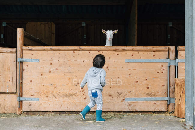 Back view of caring kid in blue rubber boots feeding from hand cute fluffy goats behind wooden pen — Stock Photo