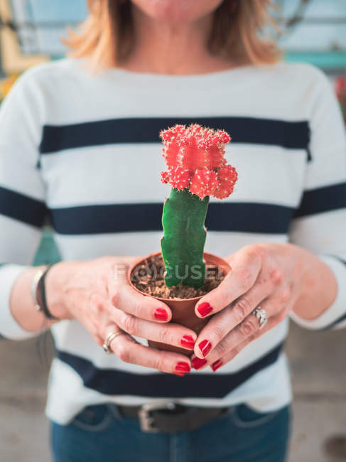 Cropped image of woman holding potted green cactus with beautiful red flower on blurred background — Stock Photo