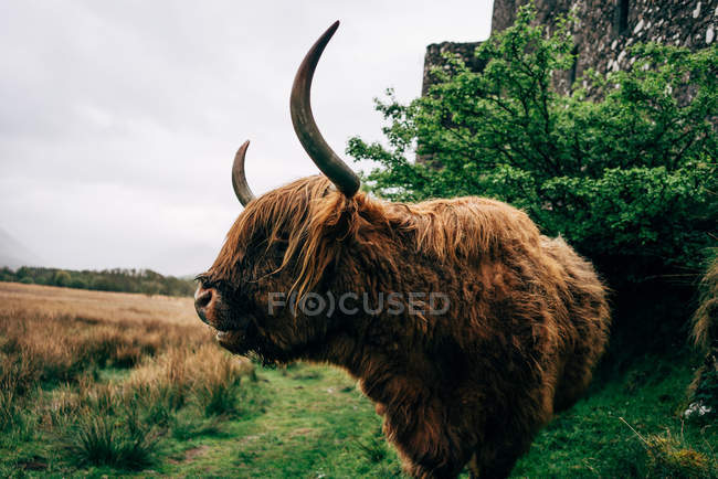 Огромный имбирный як, стоящий на зеленой лужайке против старого каменного здания, Шотландия — стоковое фото