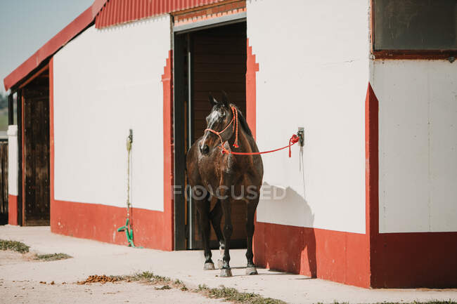 Красивая порода каштановый конь стоит на поводке возле белого конюшни здания в солнечный свет — стоковое фото