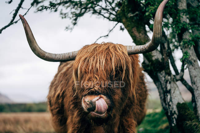Enorme zenzero yak in piedi in campagna — Foto stock