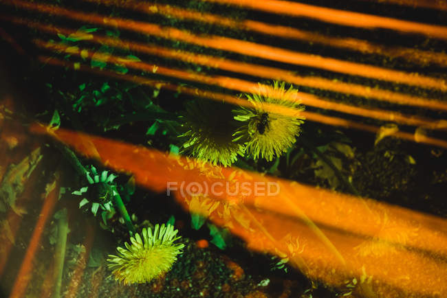 Rayures de lumière orange vif brillant sur le sol avec des pissenlits et voler — Photo de stock