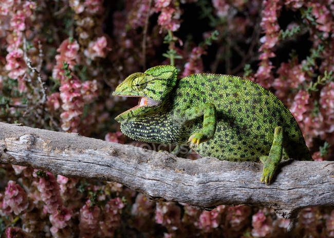 Green spotted lizard resting on tree with pink flowers on background — Stock Photo