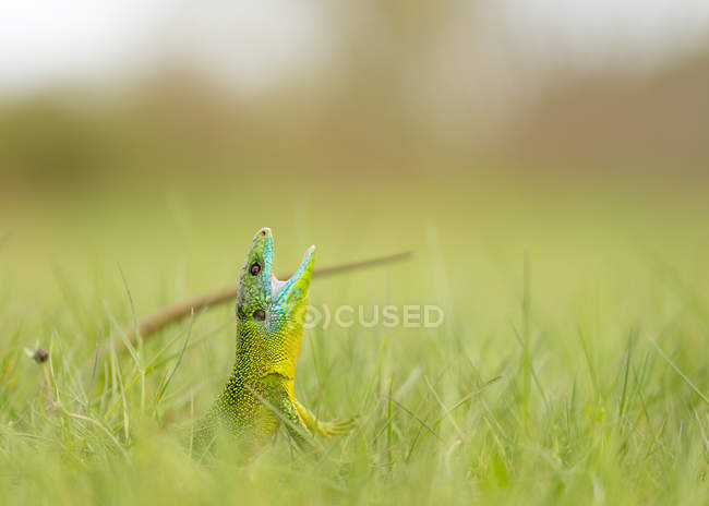 Primer plano de lagarto verde sentado en la hierba - foto de stock