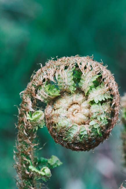 Closeup of furled fiddle head fern with tender leaves on blurred background — Stock Photo