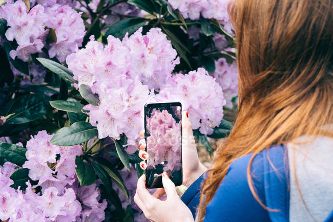 Imagen recortada de mujer pelirroja usando el teléfono y tomando fotos de flores brillantes en el jardín, Escocia - foto de stock